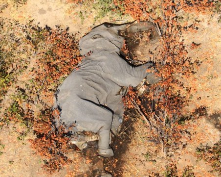 350 слона умряха мистериозно в Ботсвана