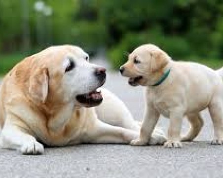 На колко години е кучето ви? Изчислявали сме грешно старостта и младостта на четириногите