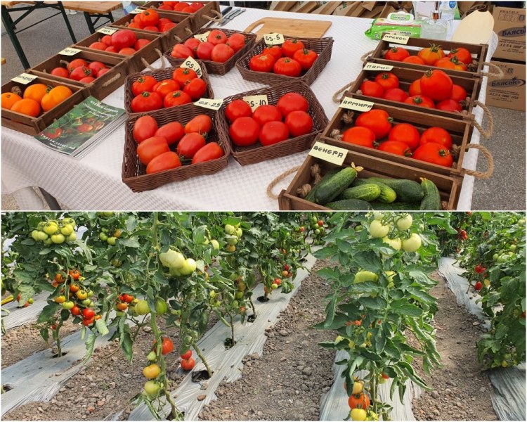 Чудно вкусни български домати и най-нови сортове показаха в Аграрния университет