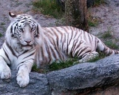 Тигър уби служителка в зоопарк пред очите на посетители