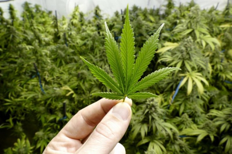 49-годишен засади три ниви с марихуана, превърна дома си в оранжерия