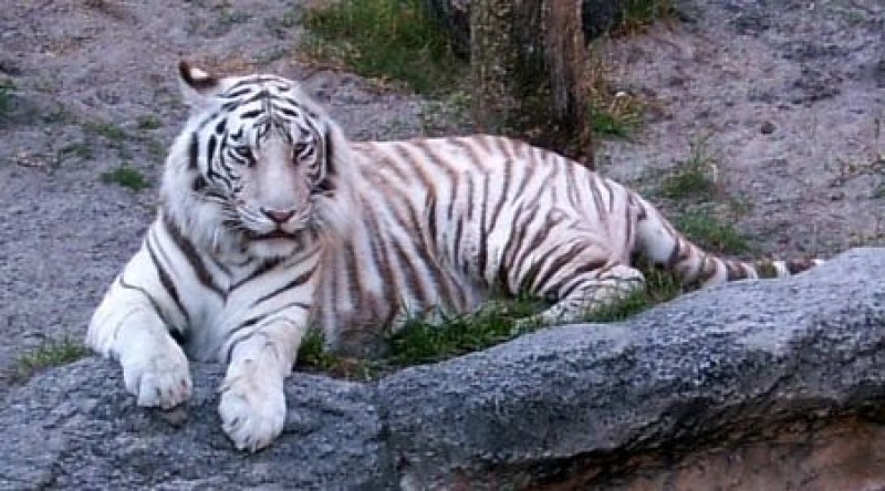 Тигър уби служителка в зоопарк пред очите на посетители