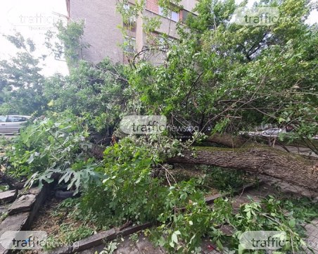 Огромен клон се стовари върху автомобили в центъра на Пловдив