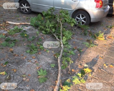 Опасен клон се сгромоляса на ул. Младежка в Пловдив