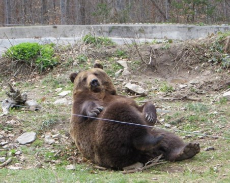Бракониери убиха мече край Велинград