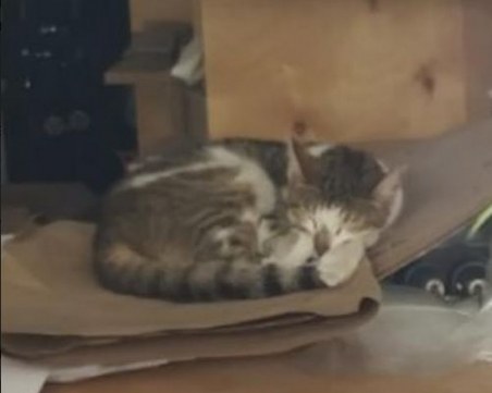 Happy end за котето - затворник, заключено 5 дни в бизнесцентър без храна и вода