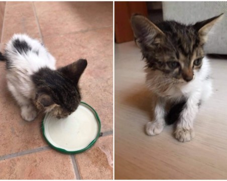 Двумесечно коте, намерено в безпомощно състояние в Пловдив, търси любящ дом