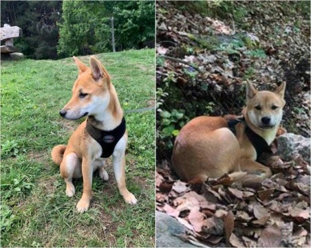 Търси се: Женско Шиба ину изчезна в кв. 