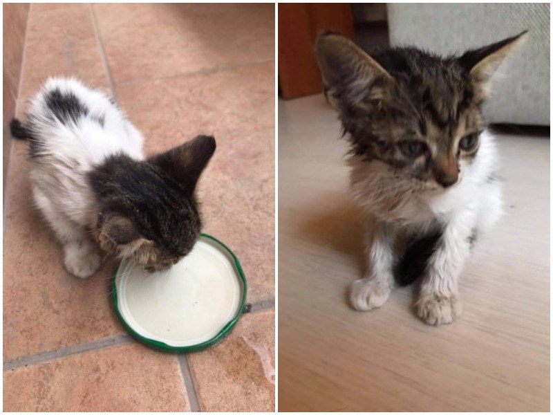 Двумесечно коте, намерено в безпомощно състояние в Пловдив, търси любящ дом