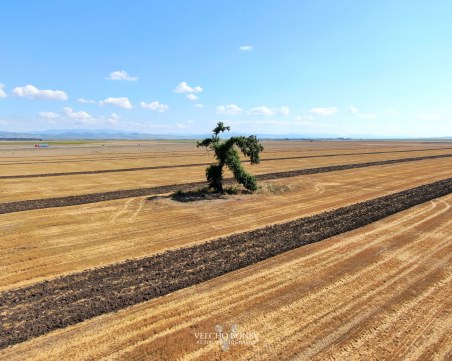Бягащо дърво  провокира пътуващите на магистрала Тракия