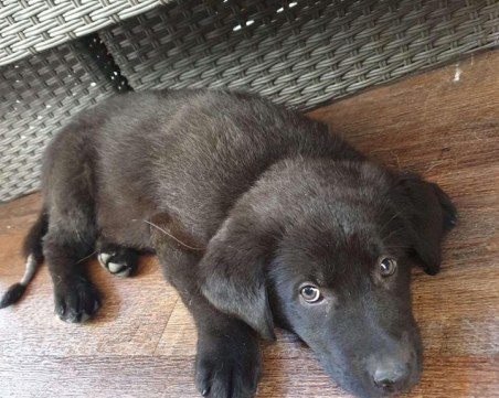 Тази малка госпожица търси дом. Да й помогнем!