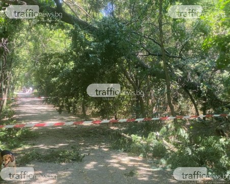 Голямо дърво падна на една от алеите в Лаута