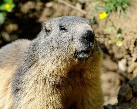 15-годишно момче почина от бубонна чума в Монголия