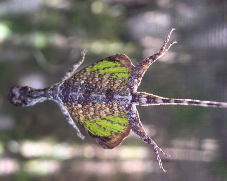 Гущери, жаби и катерици летят в Природонаучния музей в Пловдив