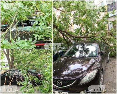 Клон се стовари върху кола в центъра на Пловдив