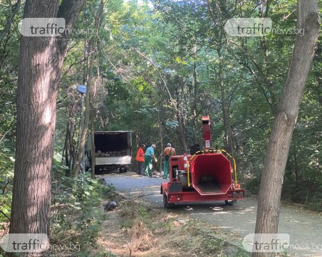 Премахват падналото дърво в Лаута, отварят алеята