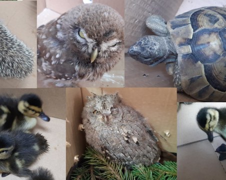 Защитени животни спасиха служители на Екоинспекцията в Пловдив