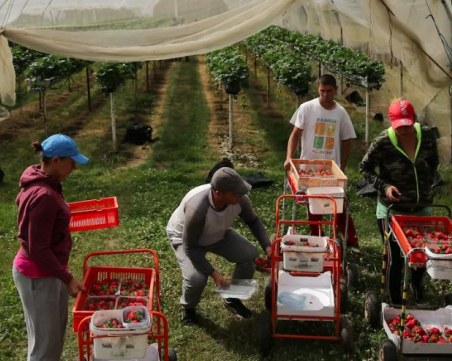 Най-малко 12 българи са с COVID-19 в английска ферма