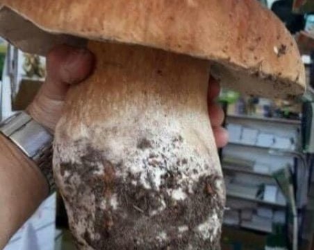 Гигантска манатарка откриха в Родопите