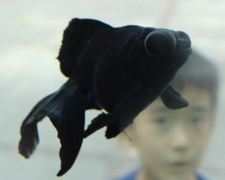 Разкриха тайните на черните риби в океанските дълбини