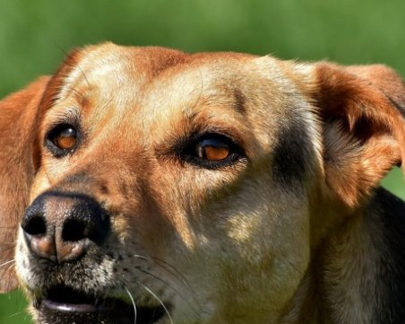 Може ли домашният ни любимец да ни зарази с коронавирус?