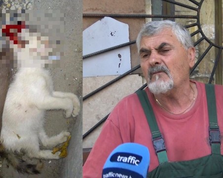 Ексхумират трупа на убитото коте, прокуратурата повдигна обвинение на гумаджията