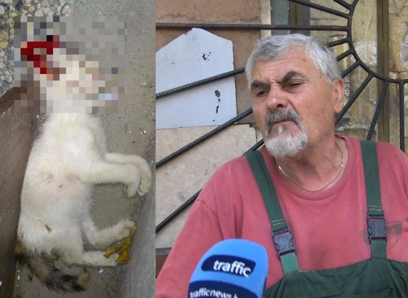 Ексхумират трупа на убитото коте, прокуратурата повдигна обвинение на гумаджията