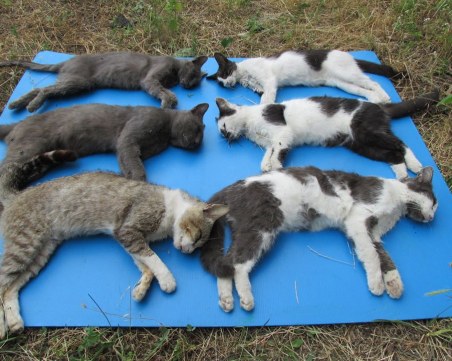 Жестокост! Отровиха шест домашни котки в пловдивско село