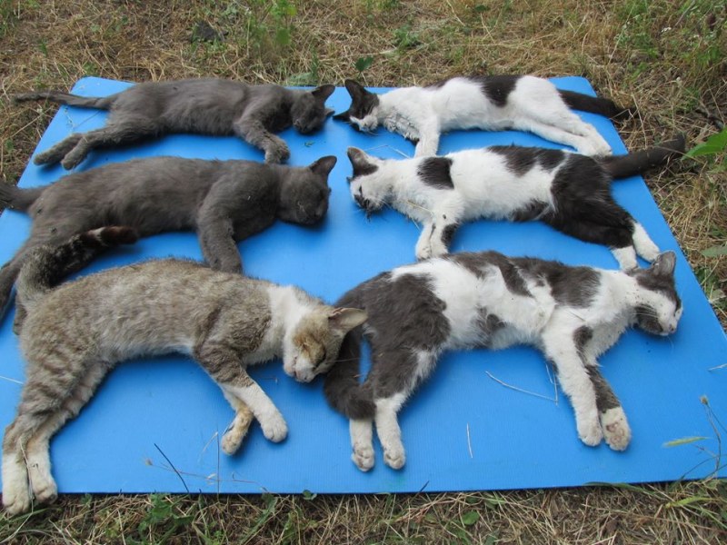 Жестокост! Отровиха шест домашни котки в пловдивско село