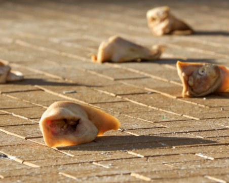 Протестиращите в София поиграха волейбол и хвърляха свински уши