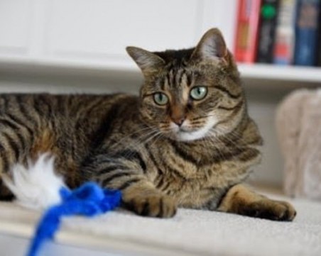 Домашна котка се зарази с коронавирус, оздравя