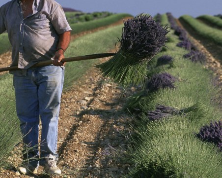 Наближава крайният срок за фермерите и ползването на земеделски земи