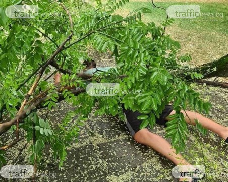 Огромен клон се стовари и затисна мъж в Кючука