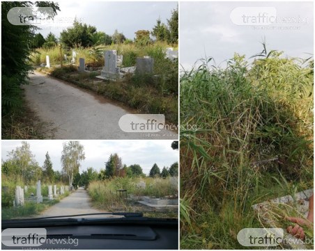 Змиярник или дом на покойника? Гробищата на Рогошко потънаха в треволяци