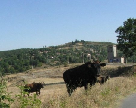 В колектора на канала на Марица е открит компонентът, който е отровил кравите