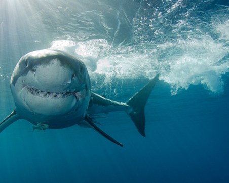 Жена почина, след като беше нападната от акула