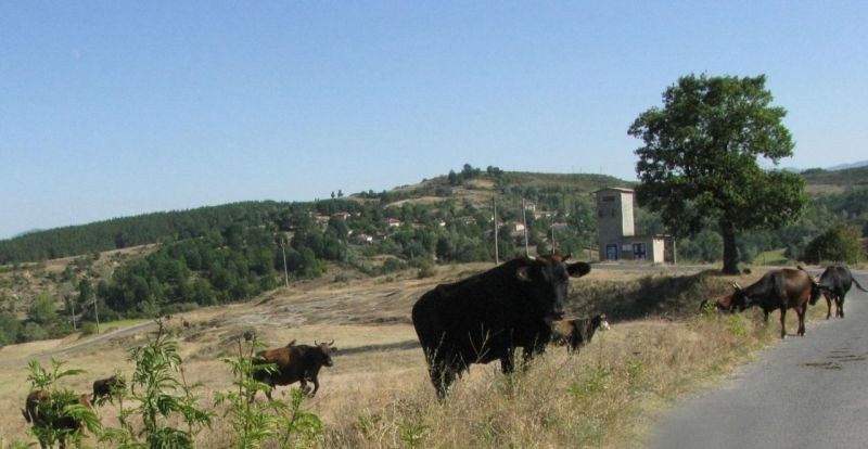 В колектора на канала на Марица е открит компонентът, който е отровил кравите