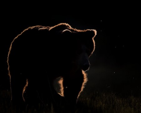 Зоопарк предлага необикновена услуга - нощувка с мечка