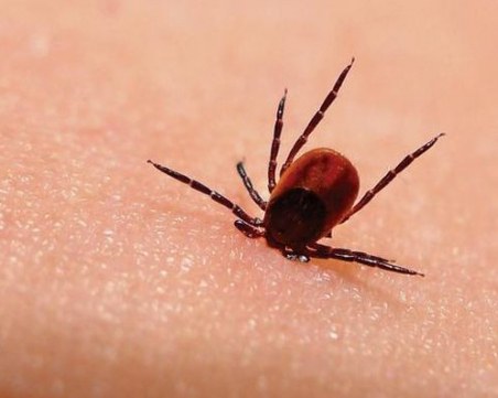 12 случая на лаймска болест и марсилска треска за седмица