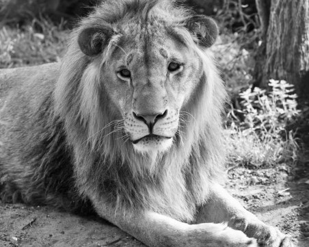 Лъвът Масуд почина в центъра в Холандия