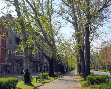 Затруднено движение в центъра на Пловдив заради премахване на клони