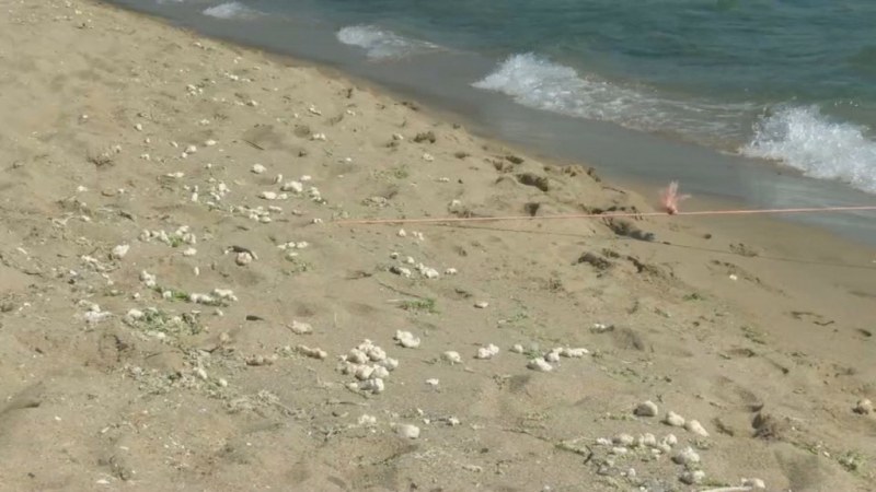 Плажът край Иракли замърсен с палмово масло, изхвърлено от кораб
