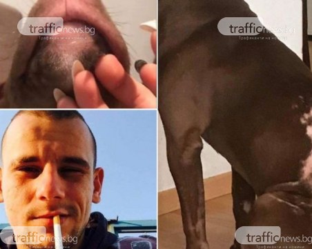 28-годишен пловдивчанин заля кучето си с киселина, тормозът продължава от години