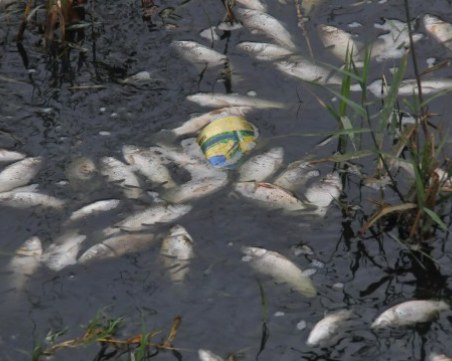 Мъртва риба изплува в реката край Брацигово! Екоинспектори взимат проби