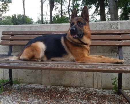 Виждали ли сте Арчи? Овчарката се изгуби край Гребната база