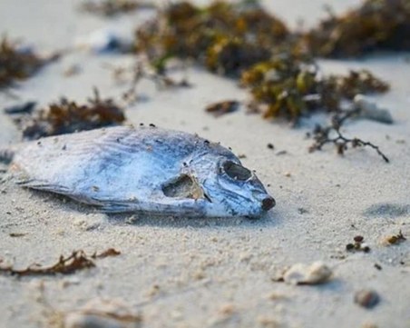 Проверяват сигнал за мъртва риба в река Осъм