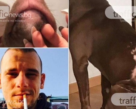 Задържаха пловдивчанина, заливал кучето си с киселина