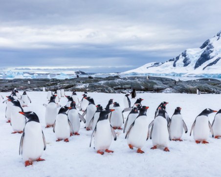 Колония от редки пингвини откриха в Антарктида