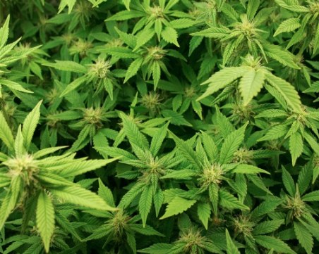 Пловдивската прокуратура обвини наркозмеделец, грози го 5 години затвор