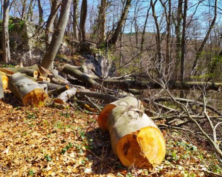 Разбиха организирана престъпна група за незаконен добив на дървесина